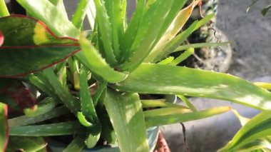 Doğa Süslemesi Bahçedeki Vahşi Çiçek