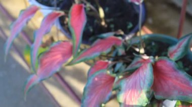 Doğa Süslemesi Bahçedeki Vahşi Çiçek