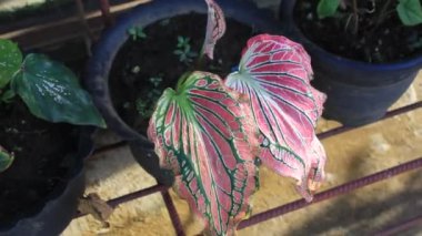 Doğa Süslemesi Bahçedeki Vahşi Çiçek