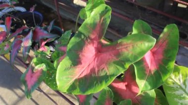 Doğa Süslemesi Bahçedeki Vahşi Çiçek