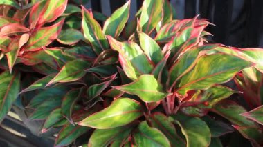 Doğa Süslemesi Bahçedeki Vahşi Çiçek