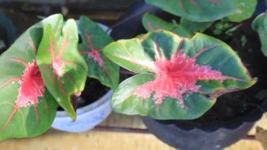 Doğa Süslemesi Bahçedeki Vahşi Çiçek