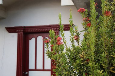 Yaprak Gelişimi Üzerine Bahçe Çiçeği Doğası