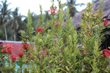 Yaprak Gelişimi Üzerine Bahçe Çiçeği Doğası