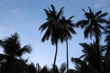  Arazide Hindistan cevizi ağacı yaprağı yetişiyor.