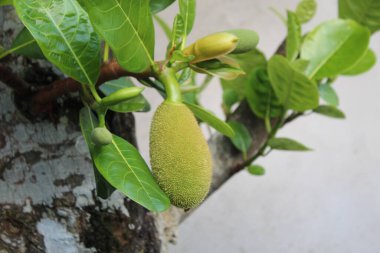 Jack Meyve Ağacı Doğa Bahçedeki Güzel Çiçek