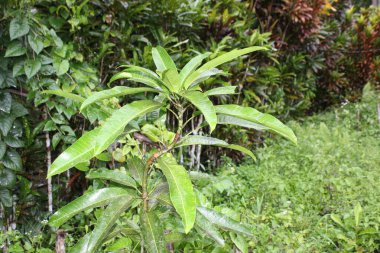 Mango tarlasında yetişir Güzel çiçek ve yaprak