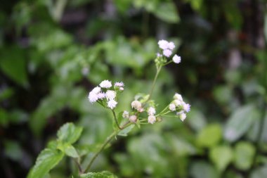 Bahçedeki Doğa Çiçekli Beyaz Çiçekler