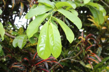 Çiçek Yaprağı Doğa ile Dağda Yaz Doğası