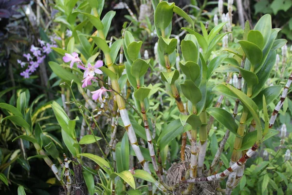Садовый Цветок Природа Полевых Листьях — стоковое фото