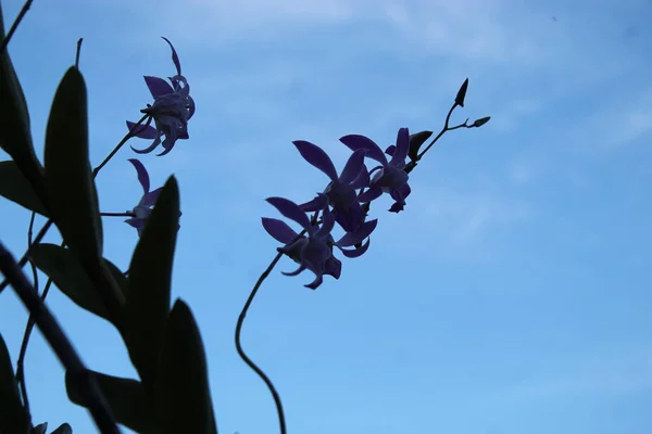 Naturaleza Flor Del Jardín Crecimiento Hoja Campo —  Fotos de Stock