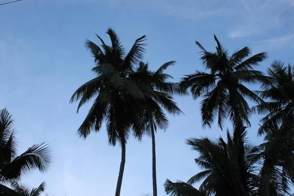 Зростання Листя Кокосової Пальми Суходолі — стокове фото