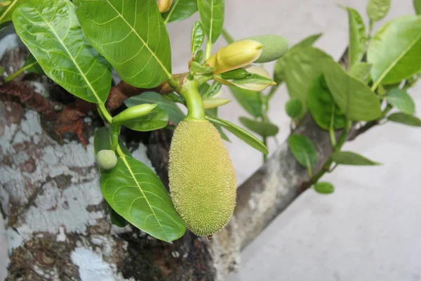 Jack Fruit Tree Natuur Mooie Bloem Een Tuin Yard — Stockfoto