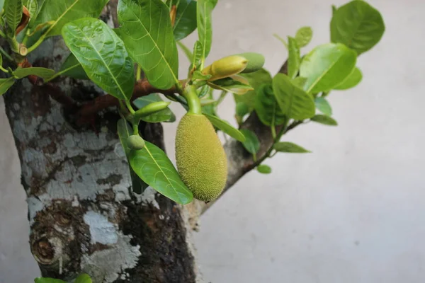 Jack Fruit Tree Natuur Mooie Bloem Een Tuin Yard — Stockfoto