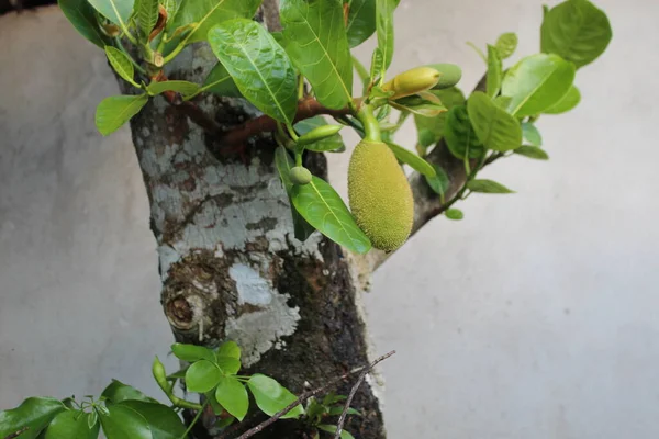 Jack Fruit Tree Nature Цветок Садовом Дворе — стоковое фото