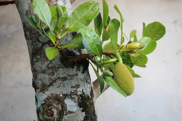 Jack Fruit Tree Natuur Mooie Bloem Een Tuin Yard — Stockfoto