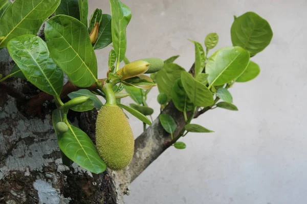 Jack Fruit Tree Natuur Mooie Bloem Een Tuin Yard Field — Stockfoto