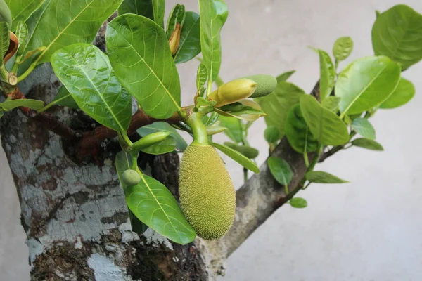 Jack Fruit Tree Natuur Mooie Bloem Een Tuin Yard Field — Stockfoto