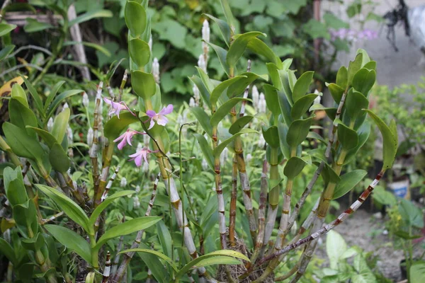 Природа Дикой Орхидеи Красивый Цветок Садовом Поле — стоковое фото