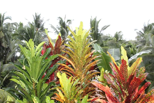 Taman Bunga Indah Dan Daun — Stok Foto