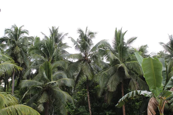 Árbol Coco Campo Tierra — Foto de Stock