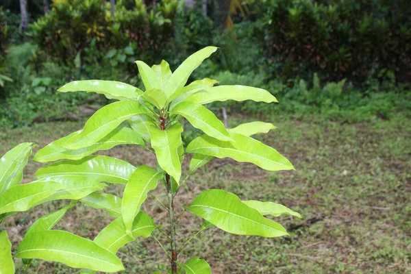 Wzrost Drzewa Mango Polu Ogrodu Piękny Kwiat Liść — Zdjęcie stockowe
