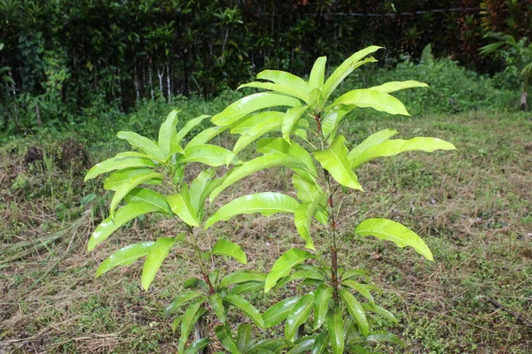 Mangoboom Groei Het Veld Van Tuin Mooie Bloem Blad — Stockfoto