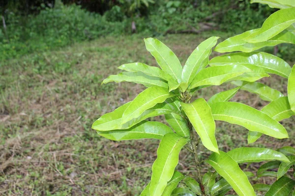 Mangoboom Groei Het Veld Van Tuin Mooie Bloem Blad — Stockfoto