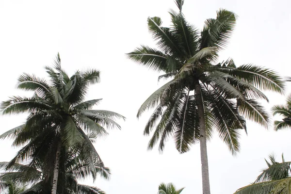 코코넛 의정원의 아름다운 잎으로 자라다 — 스톡 사진