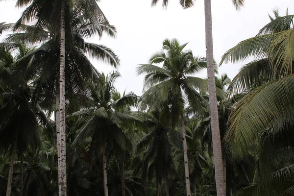 Wzrost Drzewa Kokosowego Polu Ogrodu Piękny Kwiat Liść — Zdjęcie stockowe