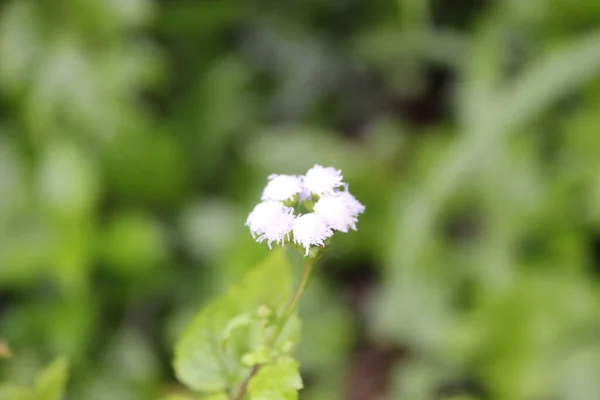 Wachstum Auf Gartenfeld Schöne Blume Und Blatt — Stockfoto