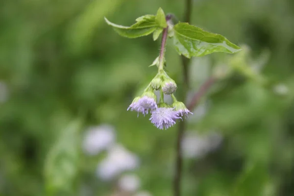 Natur Trädgården Med Blommor Vita Blommor — Stockfoto