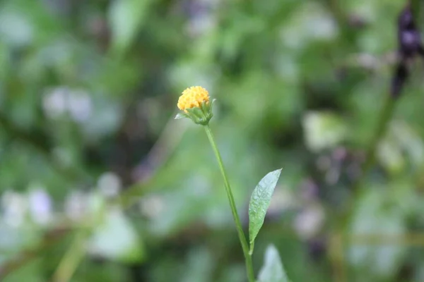 Summer Nature in the Forest with Flower and Trees