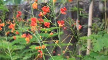 Bahçedeki Kırmızı Çiçek