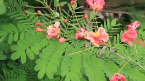 Κόκκινο Λουλούδι Bloom Ένα Γήπεδο Στον Κήπο — Αρχείο Βίντεο