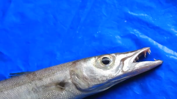 蓝底闪闪的银鱼新鲜梭鱼 — 图库视频影像