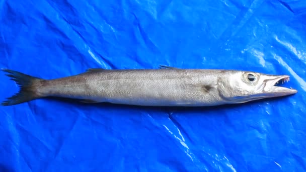Ασημένιο Ψάρι Φρέσκο Μπαρακούντα Μπλε Βάση — Αρχείο Βίντεο