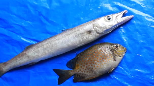 蓝底闪闪的银鱼新鲜梭鱼 — 图库视频影像