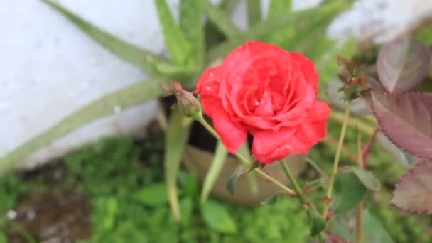 自然的红玫瑰植物美丽野花绿色生长 — 图库视频影像