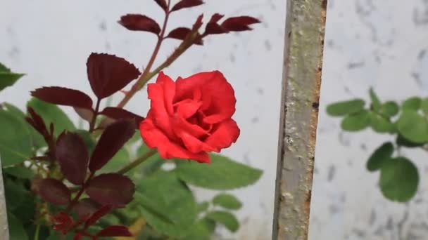 Czerwona Róża Roślin Piękno Natury Kwiat Dziki Zielony Wzrost — Wideo stockowe