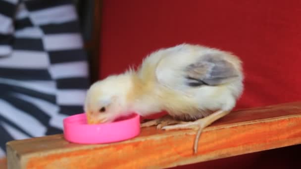 Beber Pollo Lavabo Plástico Rosa Con Agua — Vídeos de Stock