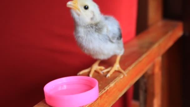 Πίνοντας Chick Μια Ροζ Λεκάνη Πλαστικό Νερό — Αρχείο Βίντεο