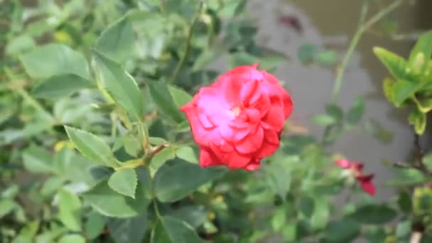 Piękny Kwiat Przyrodzie Ogród Dobry Kwiat Płatków Ogrodzie Wystawowym — Wideo stockowe