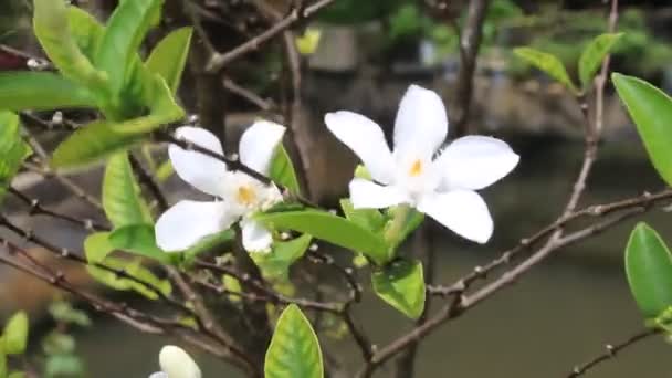 Красива Квітка Саду Природи Гарний Пелюсток Розквіт Вітрині — стокове відео