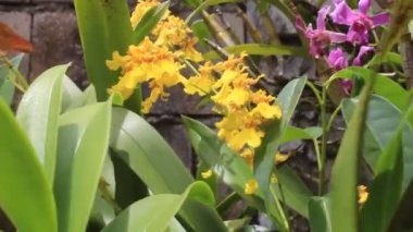 Doğa Bahçesinde Güzel Çiçek Sergilenen Bahçede Güzel Çiçek Çiçek