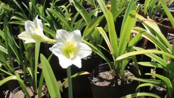 Prachtige Bloementuin Veld Een Natuur Mooie Kleur Groen Blad — Stockvideo