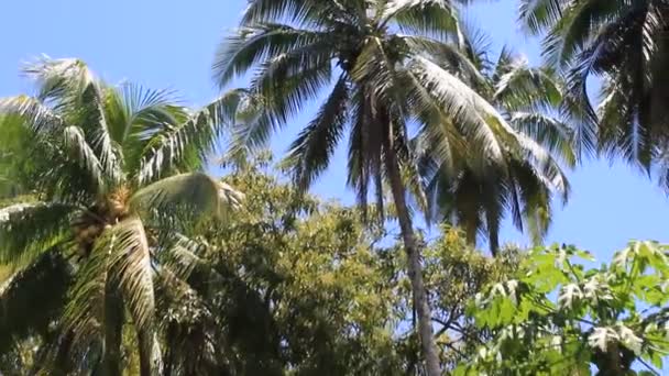 Isola Albero Piantare Natura Una Spiaggia Bianca Montagna — Video Stock