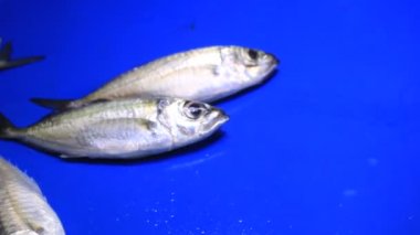 Masadaki Taze Gümüş Balık Islak Pazarda Görünür 