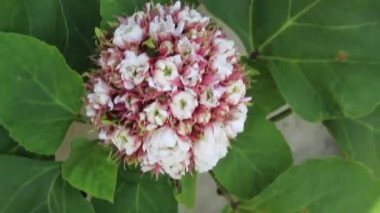 Bahçede Yaprak Yeşili Büyüyen Güzel Çiçek