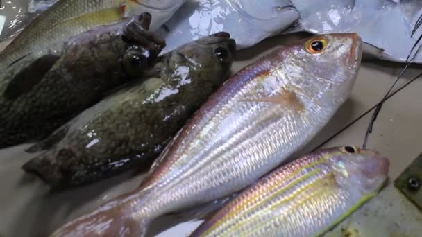 Pescado Fresco Plata Mesa Expositor Mercado Húmedo — Vídeos de Stock